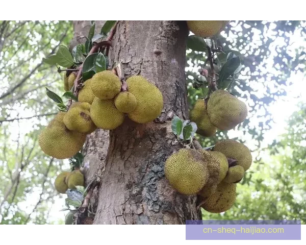探索热带风情：菠萝蜜的无限可能与甜蜜诱惑